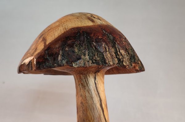 Oak leaning mushroom